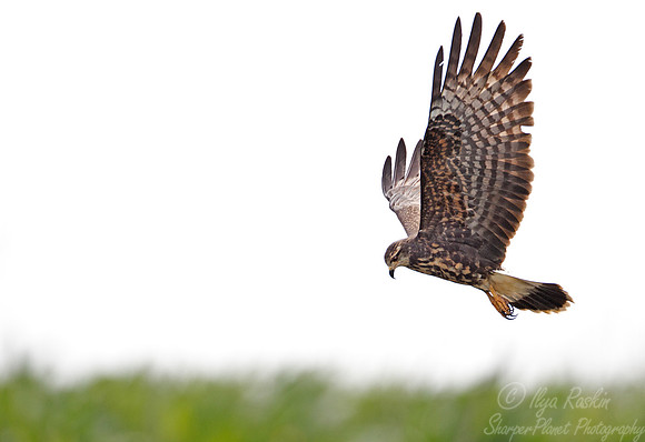 113 Snail Kite (Rostrhamus sociabilis) - Ibera Wetlands Argentina