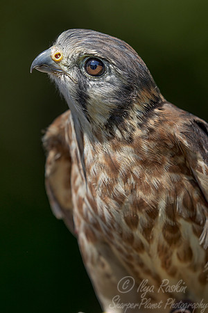 166 American kestrel (Falco sparverius) - SC