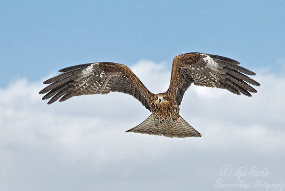 138 Black Kite (Milvus migrans) - Hokkaido Japan