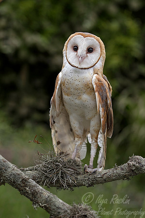 183 Barn owl (Tyto alba) - Texas