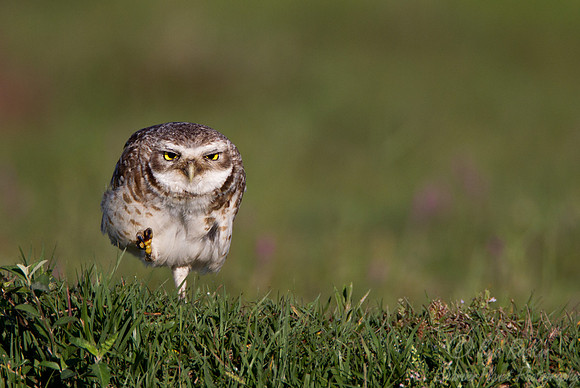 117 Burrowing Owl (Athene cunicularia) - Ibera Wetlands Argentina