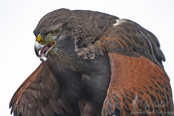 168 Harris' hawk (Parabuteo unicinctus) - SC