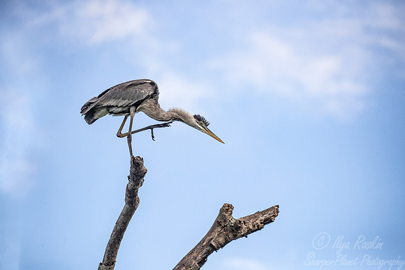 296 Cocoi heron (Ardea cocoi) - Pantanal Brazil