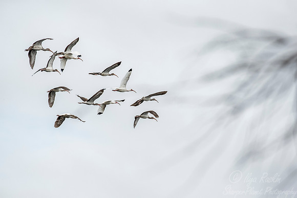 262 American White Ibises (Eudocimus albus) - Lake Martin LA