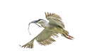 214 Black-crowned night heron (Nycticorax nycticorax) - PA