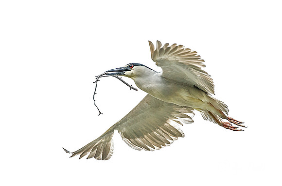 214 Black-crowned night heron (Nycticorax nycticorax) - PA