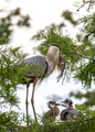 209 Great blue herons (Ardea herodias) - SC