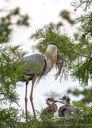 209 Great blue herons (Ardea herodias) - SC