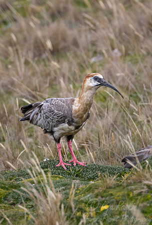 302 Black-faced ibis (Theristicus melanopis) - Ecuador