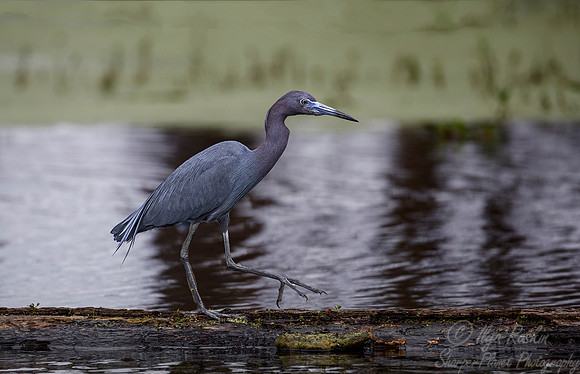 259 Little Blue Heron (Egretta caerulea) - Lake Martin LA