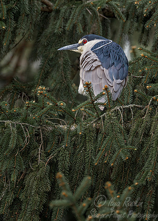 215 Black-crowned night heron (Nycticorax nycticorax) - PA