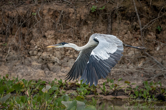 297 Cocoi heron (Ardea cocoi) - Pantanal Brazil