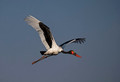 226 Saddle-billed Stork (Ephippiorhynchus senegalensis) - KNP South Africa