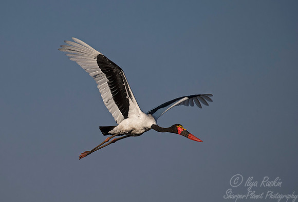 226 Saddle-billed Stork (Ephippiorhynchus senegalensis) - KNP South Africa