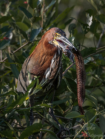 299 Rufescent Tiger Heron (Tigrisoma lineatum) - Pantanal Brazil