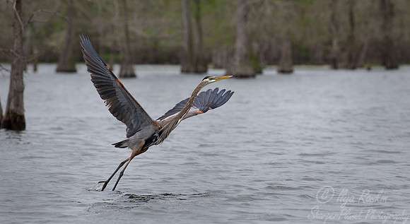 256 Great Bue Heron (Ardea herodias) - Lake Martin LA