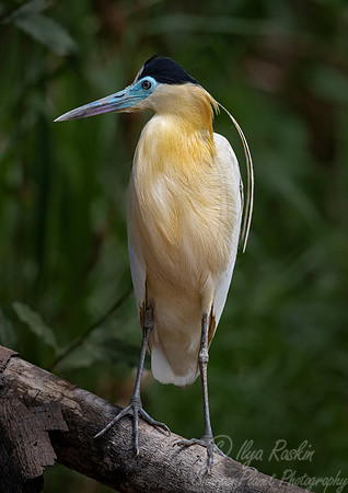 295 Capped Heron (Pilherodius pileatus) - Pantanal Brazil