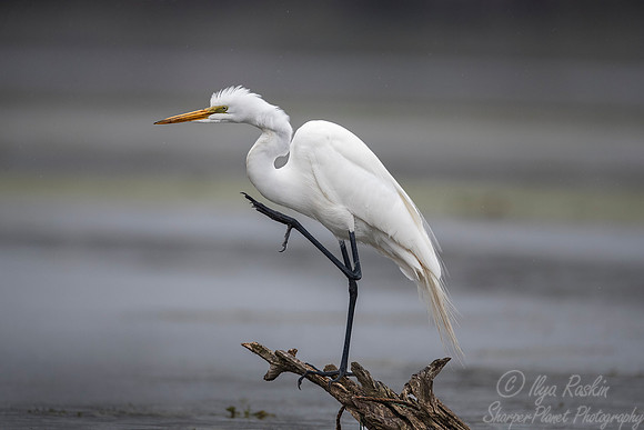 239 Great Egret (Ardea alba) - LA