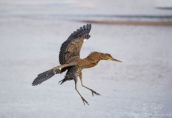 270 Bare-throated Tiger Heron (Tigrisoma mexicanum) - Costa Rica