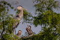 211 Great blue herons (Ardea herodias) - SC