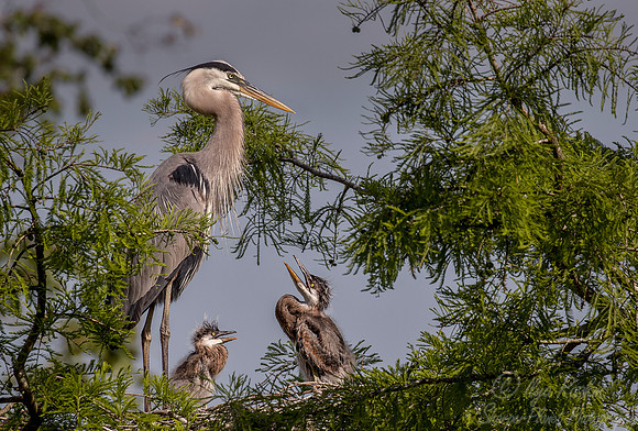 211 Great blue herons (Ardea herodias) - SC
