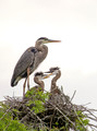 212 Great blue herons (Ardea herodias) - SC
