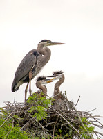 BIRDS - WADING BIRDS 3
