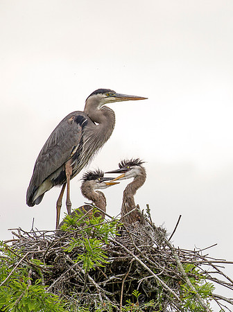 212 Great blue herons (Ardea herodias) - SC