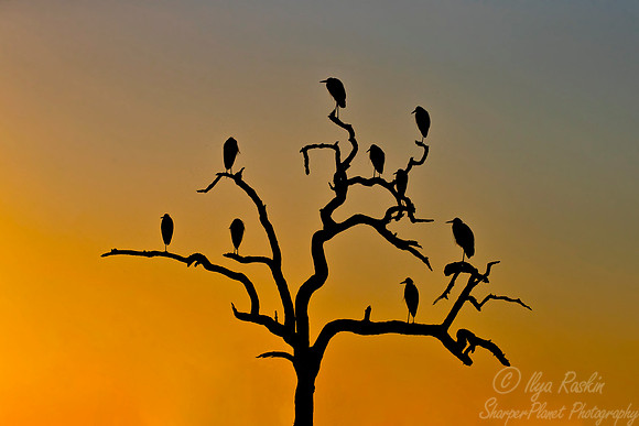 287 Grey Herons (Ardea cinerea) - KNP South Africa