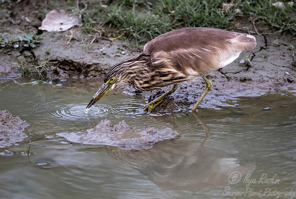 277 Indian Pond Heron (Ardeola grayii) - Kaziranga NP India