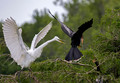 208  Great egret and Anhinga - SC