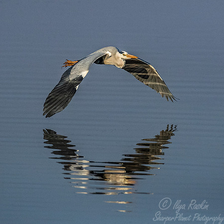 284 Grey Heron (Ardea cinerea) - KNP South Africa
