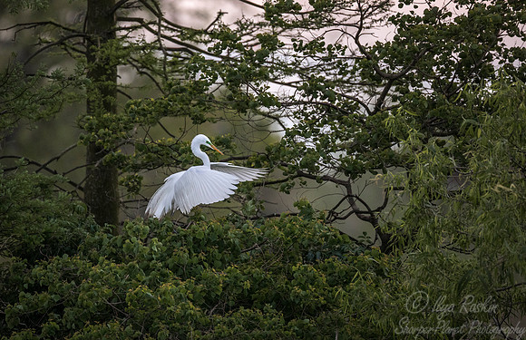 242 Great Egret (Ardea alba) - LA