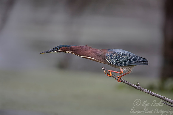 247 Green Heron (Butorides virescens) - Lake Martin LA
