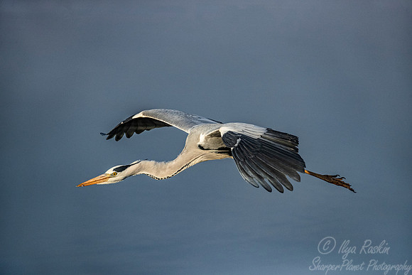 285 Grey Heron (Ardea cinerea) - KNP South Africa