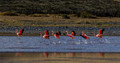 221 Chilean Flamingos (Phoenicopterus chilensis) Patagonia Chile