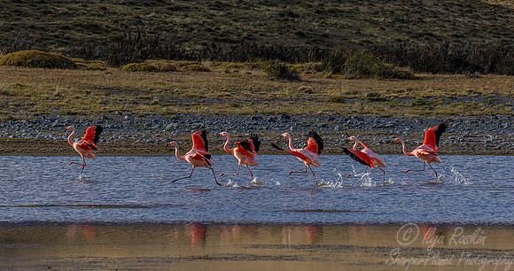 221 Chilean Flamingos (Phoenicopterus chilensis) Patagonia Chile