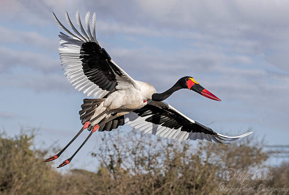 290 Saddle-billed Stork (Ephippiorhynchus senegalensis) - KNP South Africa