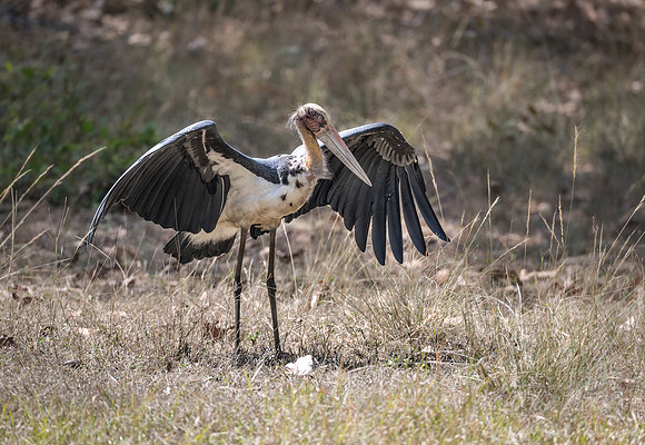 275 Lesser Adjutant Stork (Leptoptilos javanicus) - Bandhavgarh  NP India