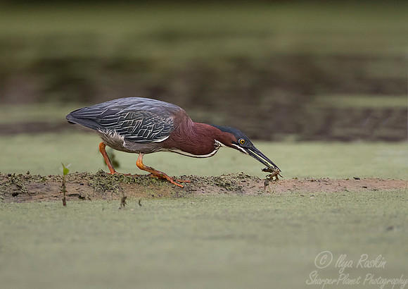 248 Green Heron (Butorides virescens) - Lake Martin LA