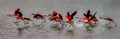 220 Chilean Flamingos (Phoenicopterus chilensis) Patagonia Chile