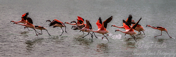 220 Chilean Flamingos (Phoenicopterus chilensis) Patagonia Chile