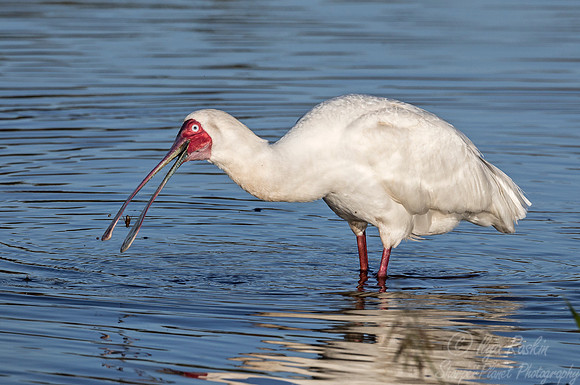 279 Roseate Spoonbill (Platalea ajaja) - KNP South Africa