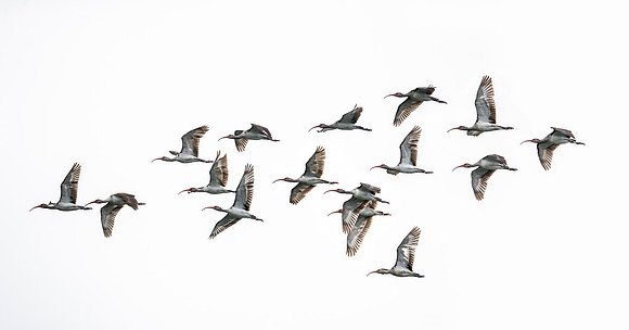 261 American White Ibises (Eudocimus albus) - Lake Martin LA