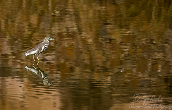 278 Indian Pond Heron (Ardeola grayii) - Ranthambore NP India