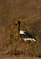 225 Saddle-billed Stork (Ephippiorhynchus senegalensis) - KNP South Africa