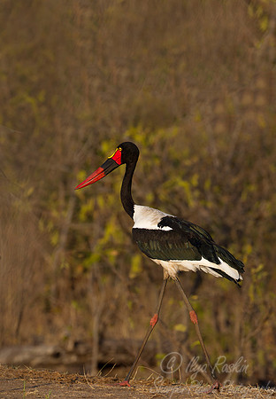 225 Saddle-billed Stork (Ephippiorhynchus senegalensis) - KNP South Africa