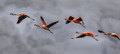 217 Chilean Flamingos (Phoenicopterus chilensis) Patagonia Chile