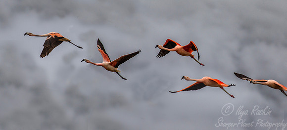 217 Chilean Flamingos (Phoenicopterus chilensis) Patagonia Chile