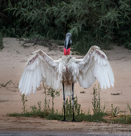 294 Jabiru Stork (Jabiru mycteria) - Pantanal Brazil